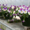 The unique growth habit of Plentifall pansies makes them outstanding landscape plants. This Plentifall Purple Wing has bright white lower petals with purple splotches and cheery purple-violet upper petals.