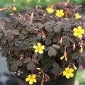The flowers may be dainty, but the yellow blossoms shine brightly with the dark purple/black foliage background of this Zinfandel shamrock.