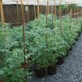 Container gardening isn't just for flowers . Many vegetables can be grown in containers, such as these tomatoes in 3-gallon nursery containers.