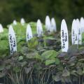 Be creative when making plant tags for the garden. These plastic knives are just right for plant identification.