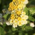 Butter Cream lantana's flowers start out as a bright golden yellow; the edges turn creamy white and eventually, the entire flower is white. (Photo by Gary Bachman)