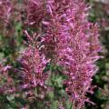 Agastache Color Spires Pink is a dramatic thriller plant in combination plantings in the landscape or containers. (Photo by Gary Bachman)
