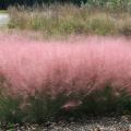 A mass planting of Gulf muhly grasses is a beautiful addition to a winter landscape. These billowy flowers resemble pink clouds. (Photo by Gary Bachman)