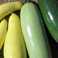 Resolve to grow a new vegetable this year. If you like traditional zucchinis, try growing a new variety in 2012. (Photo by Gary Bachman)
