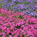 The color palette of the Senetti pericallis is in the blue to purple range and includes bright magenta blooms to brighten the final weeks of winter.