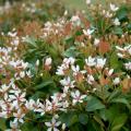 Hard-working and low-maintenance Indian hawthorns have star-shaped flowers held in loose clusters above evergreen foliage that is thick and leathery. (Photo by Gary Bachman)