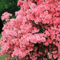 One of the earliest-blooming azaleas is the southern Indica, which performs beautifully as a specimen plant, hedge or background. Its huge blooms come in great quantities and a range of colors. (Photo by Gary Bachman)