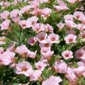 These SuperBells Cherry Blossom are an excellent selection of Million Bells, which thrive in full-sun locations and produce an unbelievable number of colorful flowers. (Photo by MSU Extension Service/Gary Bachman)