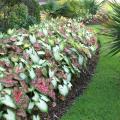 Caladiums are tropical foliage plants that can be mass-planted to neatly define border edges in the landscape. (Photo by MSU Extension Service/Gary Bachman)