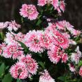 Dianthus, such as these bicolor picotees in the Telstar series, come in a range of colors that bring life and interest to fall gardens. (Photo by MSU Extension Service/Gary Bachman)