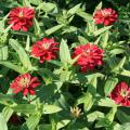 Zahara zinnias are summer plants that still look good in fall. They produce mounds of colorful flowers and come in a wide range of colors, from white to coral rose, such as these Zahara Double Cherry. (Photo by MSU Extension Service/Gary Bachman)