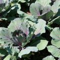 Ornamental kale and cabbage brighten up winter landscapes and can be added to salads and stir-fries. The Pigeon Purple cabbage variety forms round, semisolid heads with outer leaves that are dark green with purplish veins. (Photo by MSU Extension Service/Gary Bachman)
