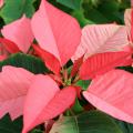 Poinsettias join Christmas trees as the two plants that instantly signal the Christmas holiday season. (Photo by MSU Extension Service/Gary Bachman)