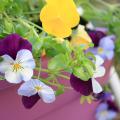 Cool Wave trailing pansies such as these Violet Wing and Lemon pansies have a unique spreading and trailing growth habit that makes them must-haves in gardens. (Photo by MSU Extension Service/Gary Bachman)