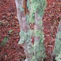 Lichens are an unlikely combination of fungi and algae that survive in a symbiotic relationship. They do not harm the plants on which they grow. Three main types of lichen are found on the bark of woody plants and on rocks and other hard surfaces. (Photo by MSU Extension Service/Gary Bachman)