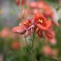 Whisper Pumpkin diascia shows the spurs found on this snapdragon-like favorite. (Photo by MSU Extension Service/Gary Bachman)