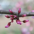 The purple flowers of the redbud tree are a seeming contradiction until you glimpse the deep, red color of the flower buds as they begin to open. (Photo by MSU Extension Service/Gary Bachman)