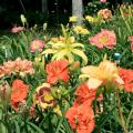 Daylilies such as these mixed varieties are ideal candidates to divide and share with neighbors or move to new areas of the landscape. (Photo by MSU Extension Service/Gary Bachman)