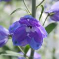 Delphinium is a garden classic with iridescent blue flowers on long spikes, but it must be planted from November to early February. (Photo by MSU Extension Service/Gary Bachman)