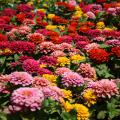 Zinnia Magellan's big, pompom flowers on long stems are perfect for cutting and bringing inside. Mass planted, the mixtures resemble a colorful carnival in the landscape. (Photo by MSU Extension Service/Gary Bachman)
