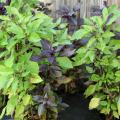 The Dark Opal basil has a variable, mottled appearance that means no two plants look the same. (Photo by MSU Extension Service/Gary Bachman)