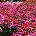 Amazon dianthus, such as these Neon Cherry selections, tolerate summer temperatures and look great in the landscape. (Photo by MSU Extension Service/Gary Bachman)