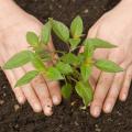 Using compost as a soil amendment or mulch around plants adds texture to the soil, improves its water-holding capacity, encourages earthworm populations and gives plants needed nutrients. (Photo from ThinkStock Photography/iStockphoto)