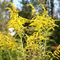 Goldenrods' bright and prolific blooms are a sure sign that fall is on the way. Although they are often found growing wild, these plants make excellent landscape additions. (Photo by MSU Extension Service/Gary Bachman)