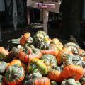 Turban squash is a popular, hat-shaped variety that Native Americans grew. The bulb-like top makes a good fall decoration with its bizarre shape and multicolored stripes. (Photo by MSU Extension Service/Gary Bachman)