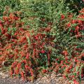The pyracantha shrub is popular because of its abundance of red berries that seem to drip off the branches in heavy clusters. (Photo by MSU Extension Service/Gary Bachman)