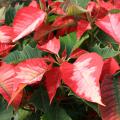 Poinsettias such as this Ice Punch selection are part of the expected scenery and decorations of Christmas. They come in a wide variety of colors and styles, and with a little care, they can last past the holiday season. (Photo by MSU Extension Service/Gary Bachman)
