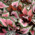 The Hilo Holiday Rex begonia has coarse-textured leaves with colorful streaks and splashes of silver, cream and burgundy. It has the potential to become a cornerstone of Christmas decorating. (Photo by MSU Extension Service/Gary Bachman)