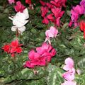 Cyclamen is a great indoor plant for the Christmas holidays because it has a long blooming period that produces loads of colorful flowers. (Photo by MSU Extension Service/Gary Bachman)