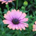 African daisies such as this copper amethyst variety have the familiar center disk and colorful petals and come in colors ranging from white to yellow to bluish purple. They bloom in early spring. (Photo by MSU Extension Service/Gary Bachman)