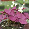 Mississippi State University Bulldog fans can find plenty of uses for the maroon foliage of the Charmed series of Oxalis called Wine. The white flowers of this shamrock almost shine against the dark foliage. (Photo by MSU Extension Service/Gary Bachman)