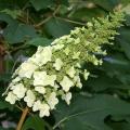 Oakleaf hydrangea flowers are clusters made up of smaller, individual flowers growing in a cone shape. They start white and transition to pink shades. (Photo by MSU Extension Service/Gary Bachman)