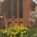 Spring-flowering daffodils brighten up the winter landscape at Mississippi State University's Chapel of Memories. (Photo by MSU Ag Communications/Kat Lawrence)