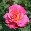 Hybrid tea roses come in a dizzying array of colors and typically produce a single flower at the end of each stem, making them perfect for cutting and enjoying in a vase indoors. (Photo by MSU Extension Service/Gary Bachman)