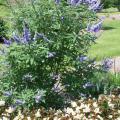 Shoal Creek vitex is more vigorous, and the flower color is a deeper and more intense blue than the regular species. (Photo by MSU Extension Service/Gary Bachman)