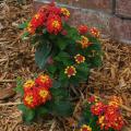 Ally Klaire is a new and exciting small lantana that has one of the reddest lantana colors currently available. Its compact size makes it perfect for small garden spaces. (Photo by MSU Ag Communications/Kat Lawrence)