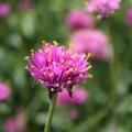 A two-time Mississippi Medallion winner, Fireworks gomphrena burst into color with pink bracts featuring yellow stamens resembling tiny firecrackers exploding. (Photo by MSU Extension Service/Gary Bachman)