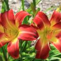 Suburban Nancy Gayle is an outstanding new daylily selection developed in Hattiesburg. It has outstanding landscape performance and is resistant to daylily rust. (Photo by MSU Extension Service/Gary Bachman)