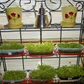 Microgreens can be grown in plastic storage containers in front of a bright window. (Submitted Photo/Cindy Graf)