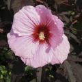 The pink flowers of hardy hibiscus Sultry Kiss can measure up to 11 inches wide and bloom on lobed, burgundy foliage. (Photo by MSU Extension Service/Gary Bachman)