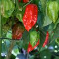 Ghost peppers, which are more than 100 times hotter than a jalapeno, also stand out as attractive ornamental peppers. (Photo by MSU Extension Service/Gary Bachman)