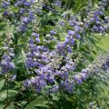 Beautiful purple flowers and tolerance for drought make Vitex an outstanding small tree to be grown in the full sun of Mississippi landscapes. (Photo by MSU Extension Service/Gary Bachman)