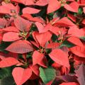 Poinsettias, which are known in their native Mexico as Flores de la Noche Buena, or Flowers of the Holy Night, may be the perfect Christmas plant. (Photo by MSU Extension Service/Gary Bachman)