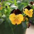 Cool Wave pansies such as this Sunshine 'n Wine selection are much more vigorous than standard pansy varieties. (Photo by MSU Extension Service/Gary Bachman)