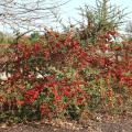 The heavy fruit clusters of Pyracantha seem to drip off the branches, adding beauty and interest to any winter landscape. (Photo by MSU Extension Service/Gary Bachman)