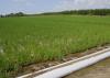 Computerized hole selection provides furrow irrigation of rice with water from a tailwater recovery system in the Mississippi Delta. (MSU Extension Service file photo)
